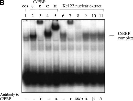 Fig. 2. (A) EMSA study. Both C/EBPɛ and C/EBP bound to the C/EBP site of the promoter of the G-CSF receptor. A 32P γ-ATP–labeled, double-stranded oligonucleotide containing the C/EBP site of the promoter of the G-CSF receptor was added to lysate from cos-1 cells expressing either C/EBPɛ or C/EBP. Binding was competed by 20-fold excess of cold-self. Retarded bands were supershifted by specific antisera. (B) EMSA study with 32P γ-ATP–labeled C/EBP consensus site oligonucleotide derived from neutrophil elastase promoter. Oligonucleotides were retarded by C/EBP protein complex present in nuclear extracts of the Kcl22 cell line in characteristic location for C/EBPɛ migration. Antibodies directed against C/EBPɛ (lane 7) and CRP1 (rat C/EBPɛ) (lane 8) either supershifted or blocked binding of the complex, respectively. Antibodies to C/EBP, C/EBPβ, and C/EBPδ did not supershift or block formation of the complex (lanes 9 through 11), indicating that C/EBPɛ is the predominant C/EBP protein binding to neutrophil elastase C/EBP consensus site in Kcl22 nuclear extracts.