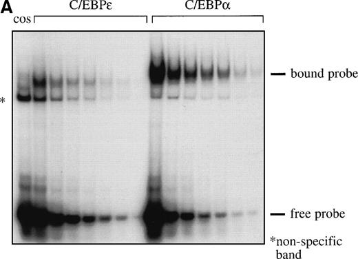 Fig. 3. (A) Comparison of DNA binding affinity of C/EBPɛ (p32) and C/EBP to neutrophil elastase C/EBP site. EMSA study with32P γ-ATP–labeled C/EBP binding site oligonucleotide from the neutrophil elastase promoter and either C/EBPɛ or C/EBP expressed in COS-1 cells. The same amount of protein was incubated with decreasing concentrations of hot oligonucleotides (left to right). β emissions of the retarded bands and the free hot probe were quantitated by an AMBIS imaging system. (B) and (C) show the Scatchard analyses of the data for C/EBPɛ and C/EBP, respectively. The slope of the curves express the affinity of the protein for the DNA motif. kd: −1/slope: C/EBPɛ: 4.2 nmol/L; C/EBP: 0.65 nmol/L.
