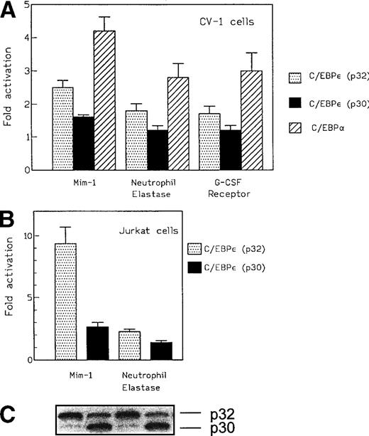 Fig. 4. (A) Effect of C/EBPɛ isoforms p32 and p30 and C/EBP on transcription of promoter-reporter plasmids for the mim-1, neutrophil elastase, and G-CSF receptor promoters in CV-1 cells. Maximal activation was achieved with 500 ng of the expression vector. C/EBPɛ p32 activated the promoters 2.5-, 1.8-, and 1.6-fold, respectively. C/EBPɛ p30 showed only a small effect on the mim-1 promoter (1.5-fold activation). C/EBP was used as a positive control and activated the reporters approximately twofold to fourfold. For experiments using the mim-1 and neutrophil elastase promoter constructs, transactivation by the empty expression plasmid served as the baseline. (B) Effect of C/EBPɛ isoforms p32 and p30 on transcriptional activation of mim-1 and neutrophil elastase promoter in T-cell leukemia cell line Jurkat. Isoform p32 is 3.5-fold more active than p30 on the mim-1 promoter and 1.5-fold more active on the neutrophil elastase promoter. (C) Western blot demonstrates that transfected Jurkat cells expressed equal amounts of C/EBPɛ p32 and p30. (D) Dose-response curve for transcriptional activation potential of C/EBPɛ p30, p32, and C/EBP on mim-1 promoter in T-cell leukemia cell line Jurkat.