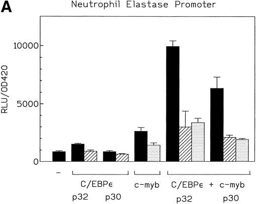 Fig. 6. (A) Cooperative transactivation of the neutrophil elastase promoter by c-myb and either p32 or p30 isoforms of C/EBPɛ. Expression plasmids (500 ng) or empty vectors were cotransfected with 4 μg of either the NELuc reporter or reporter plasmids mutated at either the C/EBP or myb site. Combination of C/EBPɛ and c-myb were 1.5-fold to twofold more active than the additive effect of both factors alone. Binding of both factors to their DNA motif was required for cooperation. (▪) Wild-type; (▨) C/EBP site mutant; () Myb site mutant. (B) Effect of spacing between C/EBP and c-myb binding sites in neutrophil elastase promoter on transcritional activation by C/EBPɛ p30 and c-myb. Two constructs with the insertion of either 5 (NELuc +5) or 10 bp (NELuc +10) between the binding sites were used. (C) Cooperative transactivation of mim-1 promoter (−240 to +150) Luc reporter plasmid with c-myb and either the p32 or p30 isoforms of C/EBPɛ or C/EBP. Expression plasmids or empty vectors (500 ng) were cotransfected with reporter plasmid (4 μg) into CV-1 cells. Luciferase activity was assayed after 40 hours.