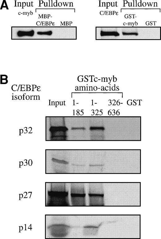 Fig. 8. (A) C/EBPɛ physically interacts with c-myb. MBP-C/EBPɛ (p30) and GST-c-myb were used for in vitro pulldown assays. c-Myb was expressed in COS-1 cells; C/EBPɛ (p32) was35S methionine-labeled by in vitro translation in rabbit reticulocyte lysate. Pulldown of c-myb by MBP-C/EBPɛ (left); pulldown of C/EBPɛ (p32) by GSTc-myb (right). (B) Pulldown assay with three GSTc-myb truncation mutants: (a) DNA binding domain only, amino acids (aa) 1-185; (b) DNA binding domain + transactivation domain of c-myb, aa 1-325; and (c) amino-terminal, negative regulatory domain only, aa 326-636. 35S-methionine–labeled, in vitro-translated C/EBPɛ isoforms p32, p30, p27, and p14 were used as input for separate pulldown experiments. All C/EBPɛ isoforms were pulled down by GSTc-myb fusion proteins containing the DNA binding domain. (C) MBP C/EBPɛ p30 pulldown assay with CBP as input. CBP does not bind to C/EBPɛ p30 in vitro.