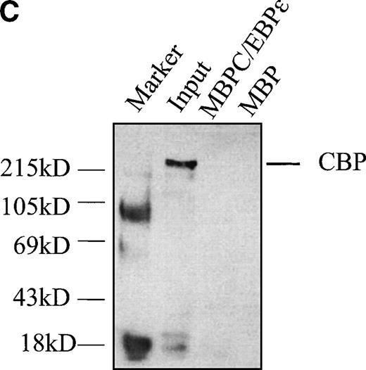 Fig. 8. (A) C/EBPɛ physically interacts with c-myb. MBP-C/EBPɛ (p30) and GST-c-myb were used for in vitro pulldown assays. c-Myb was expressed in COS-1 cells; C/EBPɛ (p32) was35S methionine-labeled by in vitro translation in rabbit reticulocyte lysate. Pulldown of c-myb by MBP-C/EBPɛ (left); pulldown of C/EBPɛ (p32) by GSTc-myb (right). (B) Pulldown assay with three GSTc-myb truncation mutants: (a) DNA binding domain only, amino acids (aa) 1-185; (b) DNA binding domain + transactivation domain of c-myb, aa 1-325; and (c) amino-terminal, negative regulatory domain only, aa 326-636. 35S-methionine–labeled, in vitro-translated C/EBPɛ isoforms p32, p30, p27, and p14 were used as input for separate pulldown experiments. All C/EBPɛ isoforms were pulled down by GSTc-myb fusion proteins containing the DNA binding domain. (C) MBP C/EBPɛ p30 pulldown assay with CBP as input. CBP does not bind to C/EBPɛ p30 in vitro.