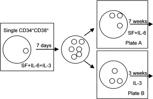 Fig. 1. Experimental design for morphological analysis of CD34+CD38+ cell-derived colonies. The clone-sorted CD34+CD38+ cells were singly cultured for 7 days in the presence of SF, IL-6, and IL-3 in 96-well plates. After 7 days of culture, colonies were divided into two aliquots. An aliquot of the colonies was cultured for 7 more weeks in the presence of SF at 100 ng/mL and IL-6 at 50 ng/mL in 96-well plates (plate A). The other aliquot of colonies was cultured for 3 more weeks in the presence of IL-3 at 5 ng/mL in 96-well plates (plate B).