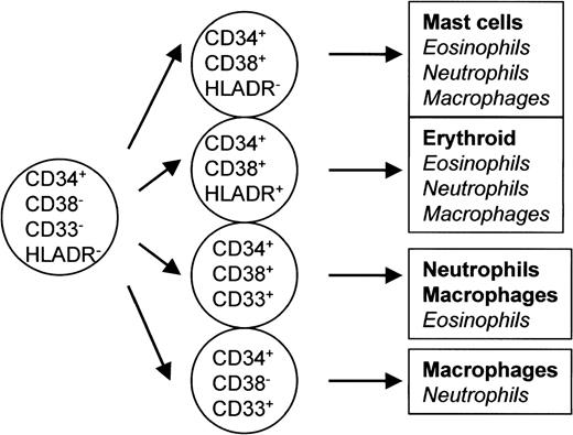 Fig. 3. Phenotypic properties of various lineage-committed progenitors. The results shown in Tables 1 and 2 are summarized. The phenotype of cells that gave rise to pure mast cell colonies was mainly CD34+CD38+HLA-DR− and that of erythroid progenitors was CD34+CD38+HLA-DR+. Cells that gave rise to pure macrophages, neutrophils, or eosinophils were found in various phenotypes of CD34+ cells.