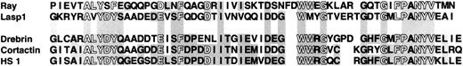 Fig. 2. Sequence alignment of 5 potential HPK1 interacting proteins. Residues identical between the individual proteins and murine HS1 are shaded. Characteristic residues found in a large number of SH3 domains are indicated by hollow letters.