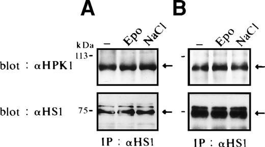 Fig. 3. HS1 constitutively associates with HPK1. Binding of HPK1 and HS1 in FD-EPO cells (A) or in SKT6 cells (B) before (lane 1) and after (lane 2) Epo stimulation or osmotic shock (lane 3). Anti-HS1 immunoprecipitates were probed with anti-HPK1 antibody (upper panels) or anti-HS1 antibody (lower panels). Arrows indicate HS1.