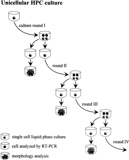 Fig. 1. Unilineage, single-cell culture of purified CD34+Lin− cells or ACDU-sorted CD34+CD38− cells from CB: sibling analysis (clonogenic capacity and gene expression, as evaluated by single cell RT-PCR) at sequential rounds of cell division.