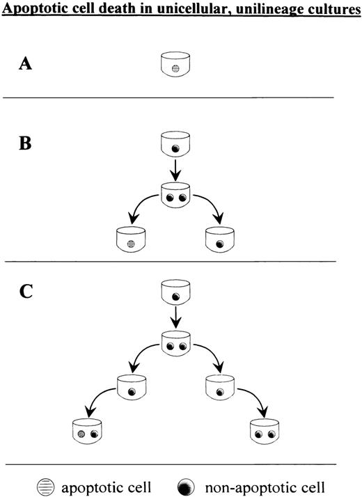 Fig. 2. Evaluation of apoptosis in unicellular, unilineage erythroid cultures. Single cells were scored apoptotic if no cell division(s) was detectable or if no cell(s) was detectable after 10 days of culture. At inititation of single-cell culture, each well was monitored by an inverted microscope. Only wells containing 1 cell were monitored. The proportion of single apoptotic cells was evaluated for freshly sorted CD34+CD38− cells or purified CD34+Lin− cells (A), siblings thereof, ie, after the first cell division (B), and single cells after 2 cell divisions (C).