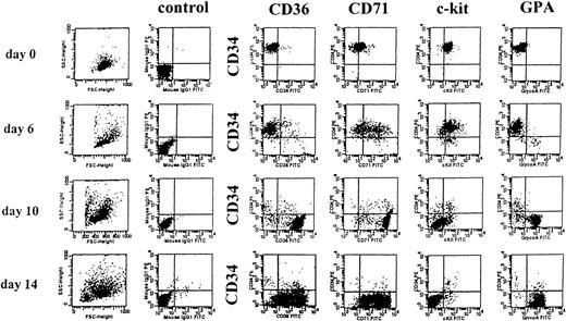 Fig. 3. Flow cytometry analysis of purified CB CD34+Lin− cells induced to unilineage erythroid differentiation in bulk culture. CD34+Lin− cells were seeded at 2.5 × 104 cells/500 μL in serum-free medium containing 0.1 U/mL IL-3, 0.05 U/mL GM-CSF, and 3 U/mL Epo.