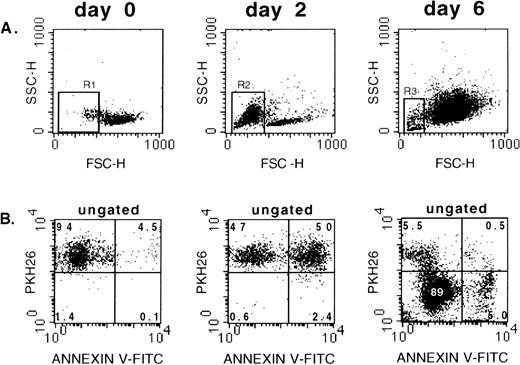 Fig. 5. Analysis of apoptosis and cell division in unilineage erythroid bulk culture. Freshly purified PKH26 labeled CD34+Lin− cells were stained with Annexin V-FITC (day 0) or transferred to unilineage erythroid culture and stained with Annexin V at days 2 and 6. (A) FSC/SSC of day-0, -2, and -6 cells. (B) Ungated cells stained with PKH26 and Annexin V-FITC. Day 0: note that only a minority of freshly isolated CD34+Lin− cells scored apoptotic when stained with Annexin V. Day 2: virtually all cells are still PKH26+ (nondividing cells), but more than 50% stain with Annexin V. Day 6: the majority of cells are proliferating because they stain barely or do not stain with PKH26. Some of these cells are Annexin V+, ie, they are apoptotic. Gates R1, R2, and R3: dead, apoptotic cells with low FSC.