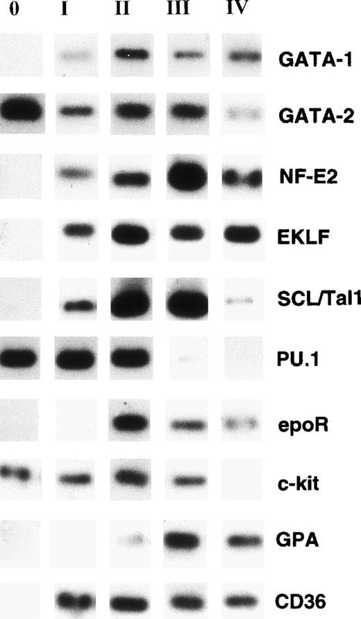 Fig. 7. Nonquantitative single-cell RT-PCR of mRNA derived from individual cells. Data from representative experiments are shown. Single CD34+Lin− cells were induced to unilineage erythroid differentiation as described in Materials and Methods. When the 4-cell stage was reached (at round I, II, III, and IV), 2 individual daughter cells were removed from culture and processed separately for RT-PCR. mRNA was isolated from each cell and reverse transcribed into cDNA as described in Materials and Methods. The cDNA was divided into 3 aliquots that were processed in separate PCR reactions. Lane 0: Gene expression pattern of freshly isolated single CD34+Lin− cells. Lane I: single daughter cell (first round). Lane II: single daughter cell (second round). Lane III: single daughter cell (third round). Lane IV: single daughter cell (fourth round). Note that only GATA-2, PU.1, and c-kit are expressed in freshly isolated highly purified CD34+Lin− cells. Copurification of genomic DNA with mRNA from single cells was not detected by RT-PCR using intron-spanning primers for β-2 microglobulin (not shown).