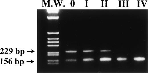 Fig. 11. Competitive single-cell RT-PCR of sibling cells induced to unilineage erythroid differentiation. A representative experiment is shown. Single CD34+CD38− cells were induced to unilineage erythroid differentiation as described in Materials and Methods. When the 4-cell stage was reached (at round I, II, III, and IV), a single daughter cell was isolated and the RNA corresponding to 0.8 cell equivalents processed for competitive RT-PCR to semiquantitate the CD34 mRNA. Polyadenylated cRNA CD34 deletion construct corresponding to 10 transcripts (based on prior titration) was added to each single-cell lysate and coprocessed with the wt mRNA. Ethidiumbromide-stained RT-PCR products were separated over a 2.5% agarose gel (Metaphor; Biozym) and photographed. Each band was excised from the gel and the radioactive counts in each were determined. Based on Cerenkov counts of excised bands, round I, II, III, and IV daughter cells contain 60%, 20%, 3%, and 0.01% of the CD34-mRNA transcripts present in a freshly sorted CD34+CD38−cell, respectively. Lane M.W.: size marker. Lane 0: single sorted CD34+CD38− cell before culture. Lane I: single daughter cell (first round). Lane II: single daughter cell (second round). Lane III: single daughter cell (third round). wt CD34 RT-PCR product is only barely detectable. Lane IV: single daughter cell (fourth round). Note that the wt CD34 mRNA message is gradually downregulated from round I to IV. Products corresponding to β2m-mRNA-transcripts but not to genomic sequences were detected when the RNA corresponding to 0.2 cell equivalents from each daughter cell was processed for RT-PCR using β2m primers (not shown).
