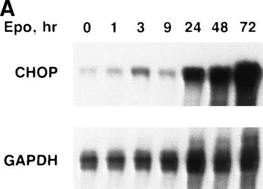 Fig. 1. chop is upregulated during erythroid differentiation of Rauscher cells. (A) Epo induction. (B) DMSO induction. RNase protection assays for chop and gapdh(glyceraldehyde-3 phosphate dehydrogenase) were performed as described in Materials and Methods and Results.
