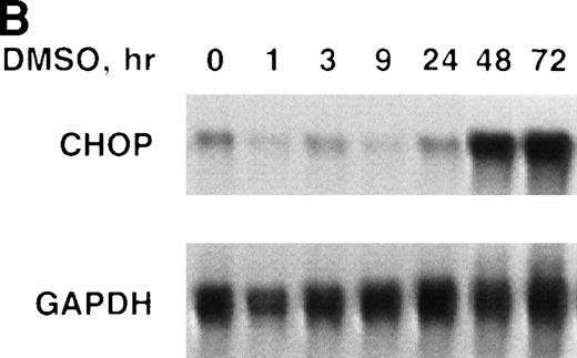 Fig. 1. chop is upregulated during erythroid differentiation of Rauscher cells. (A) Epo induction. (B) DMSO induction. RNase protection assays for chop and gapdh(glyceraldehyde-3 phosphate dehydrogenase) were performed as described in Materials and Methods and Results.