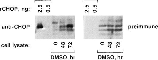 Fig. 2. CHOP protein increases during erythroid differentiation of Rauscher cells. Purified recombinant CHOP protein (rCHOP) or lysates from uninduced (0 hours) or DMSO-induced (48 and 72 hours) cells were subjected to SDS-PAGE and electrophoretic transfer. They were probed with either affinity-purified anti-CHOP antibodies (left panel) or purified preimmune IgG (right panel). Note the prominent increase in CHOP protein detected after 72 hours of induction (left panel, 72 hours).