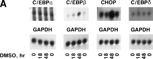 Fig. 3. Expression of c/ebp isoforms during erythroid differentiation. (A) Autoradiograms of Northern blot analyses. (B) Densitometric analysis of data in (A) normalized to 0 hours. Note the increase in both chop and c/ebpβ. In contrast,c/ebp and c/ebpδ were unchanged.