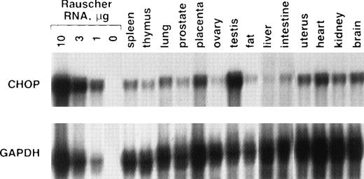 Fig. 4. chop expression in adult mouse tissues. RNase protection assay for chop or gapdh was performed as described in the text. Ten micrograms of RNA was used for each tissue.