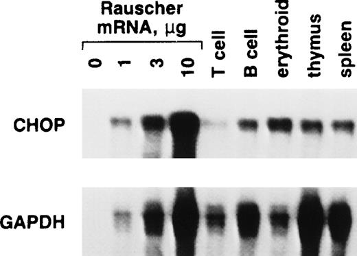 Fig. 5. chop mRNA expression in Rauscher cells and a variety of normal murine hematopoietic cells. Splenic T, B, and erythroid cells were isolated using antibody-coated plates, as described.