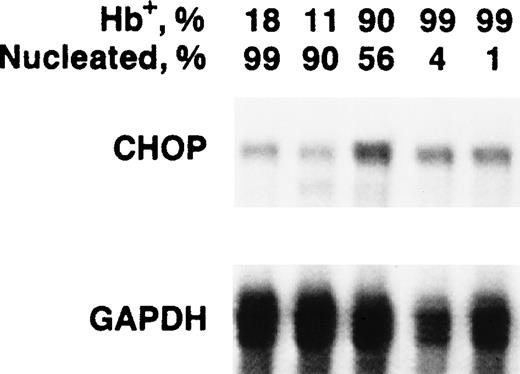 Fig. 6. chop mRNA levels in normal murine erythroid precursors. Cells were separated by discontinuous Percoll density fractionation. Cells in each fraction were characterized for the percentage of hemoglobinized cells and the percentage of nucleated cells.