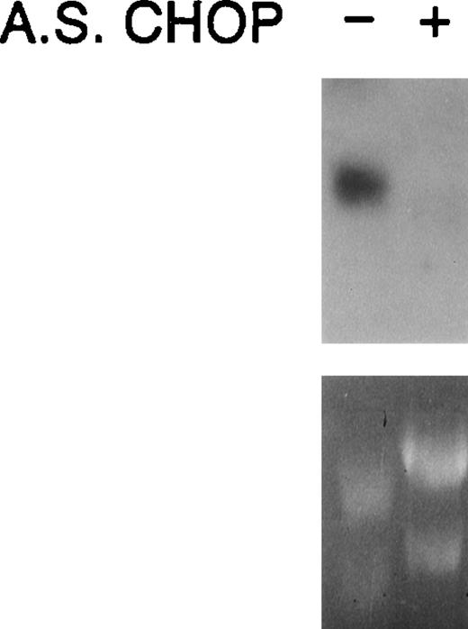 Fig. 8. Northern analysis confirms downregulation of chopby antisense oligodeoxynucleotides.