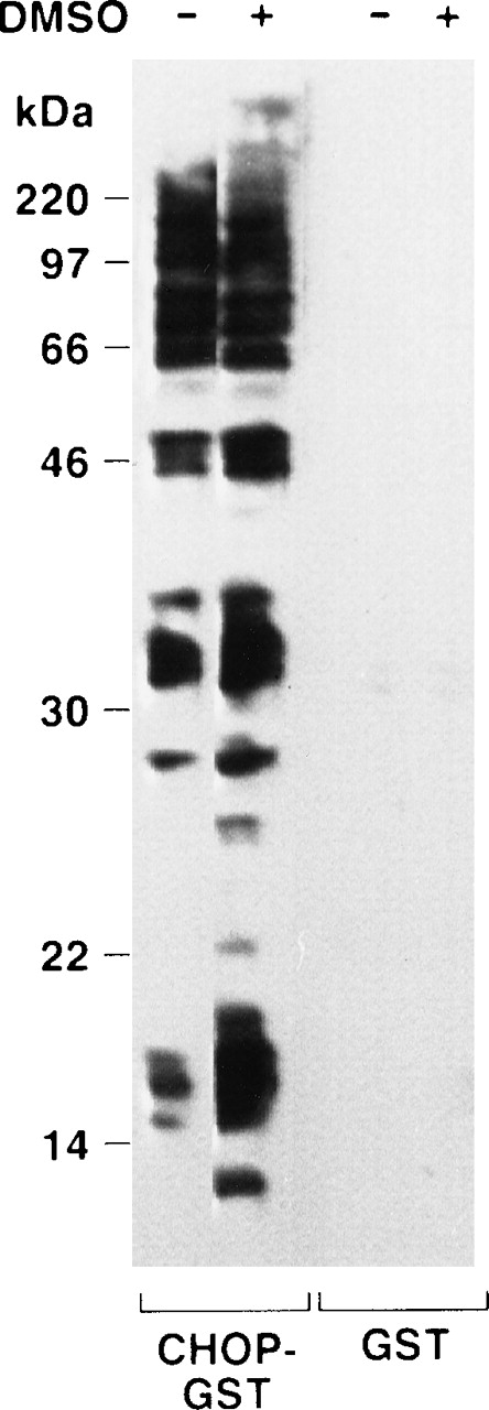 Fig. 9. Far Western analysis shows numerous potential CHOP binding partners in erythroid cells and changes in them during erythropoiesis. See Results.