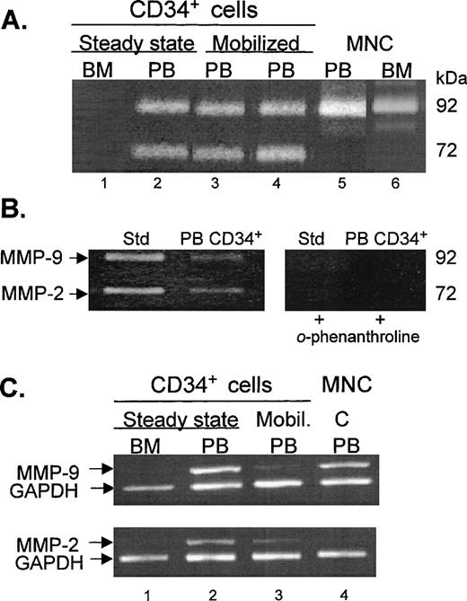 Fig. 2. Comparison of gelatinolytic activities and gene expression of MMP-2 and MMP-9 in CD34+ cells obtained from various sources. (A) Zymogram of media conditioned by CD34+ cells from steady-state bone marrow (BM, lane 1), steady-state peripheral blood (PB, lane 2), G-CSF–mobilized PB (lane 3), G-CSF plus chemotherapy-mobilized PB (lane 4), and CD34− MNC from PB (lane 5) and BM (lane 6). The cells were incubated in serum-free IMDM at 37°C and 5% CO2for 24 hours and the cell-conditioned media were electrophoresed in 10% acrylamide containing 2 mg/mL gelatin. The data presented here are representative of 12 BM, 2 unmobilized PB, 3 G-CSF–mobilized PB, and 12 G-CSF plus chemotherapy-mobilized PB experiments. (B) Effect of the MMP inhibitor o-phenanthroline on the expression of gelatinases by PB CD34+ cells. Media conditioned by KG-1 cells, known to secrete MMP-9 and MMP-2, was used as the standard (Std). The gels were incubated in the absence (left gel) and in the presence of 1.0 mmol/L o-phenanthroline (right gel) after electrophoresis. (C) RT-PCR analysis of MMP-9 and MMP-2 mRNA transcripts expressed by steady-state BM (lane 1) and PB (lane 2) CD34+ cells, G-CSF–mobilized PB CD34+ cells (lane 3) and PB MNC (C, lane 4). PCR products were electrophoresed on 2% agarose gels containing 0.1 g/mL ethidium bromide. GAPDH was used as the mRNA internal control to ensure equivalence of loading.
