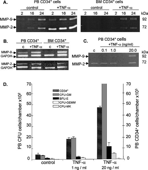 Fig. 6. Effect of TNF- on gelatinolytic activities expressed by PB and BM CD34+ cells and on migration of clonogenic progenitors. (A) Time dependence of gelatinolytic activity and the effect of TNF-. The zymographic analysis of gelatinases secreted by CD34+ cells from PB and BM was performed in the absence (control lanes) and presence of TNF- (final concentration, 1 ng/mL). Cell-free supernates were withdrawn after incubating the cells at 37°C and 5% CO2 in serum-free IMDM at the times (2, 16, and 24 hours) indicated. Data are representative of three independent experiments using CD34+ cells from both steady-state BM and G-CSF–mobilized PB. (B) RT-PCR analysis of transcripts expressed by PB and BM CD34+ cells in the absence (c) or presence of 1 ng/mL TNF-. mRNA was isolated from cell pellets obtained after incubating the cells at 37°C and 5% CO2 in serum-free IMDM for 24 hours. GAPDH was used as the mRNA internal control to ensure equivalence of loading. (C) Dose-dependence of the stimulatory effect of TNF- on gelatinolytic activity of PB CD34+ cells. Zymographic analysis of media conditioned by PB CD34+ cells in the presence of various concentrations of TNF-. The cells were incubated in serum-free IMDM for 16 hours in the absence (c lane) and in the presence of 0.1, 1.0, and 20 ng/mL TNF-. (D) Migration of PB CD34+ cells and clonogenic progenitor cells in response to various concentrations of TNF- (0, 1.0, and 20.0 ng/mL). Bar graphs represent the mean and standard deviations of duplicate experiments. There was a significant increase in the percentage migration of CD34+ cells in the presence of TNF- relative to the control (P = .016 for 1 ng/mL TNF- and P = .001 for 20 ng/mL TNF-). For the clonogenic assay, cells suspended in equal volumes of media obtained from the lower compartments of the Boyden chambers were plated. The graph shows the mean number of CFU-GM, BFU-E, CFU-GEMM, and CFU-MK progenitors scored from quadruplicate plates. Except for the CFU-MK, the numbers of colony-forming progenitors in the presence of 1 and 20 ng/mL TNF- are significantly different (P ≤ .005) compared with the control.