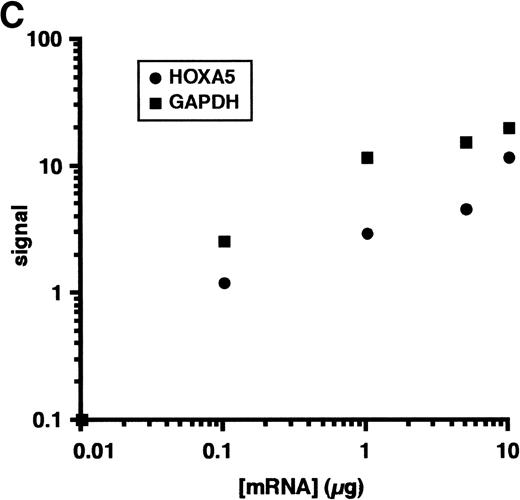 Fig. 1. (A) No significant difference is seen in the viability of CD34+ cells treated with or without GM-CSF for 72 hours, as measured by colony-forming ability. (B) GM-CSF treatment of CD34+ cells reduces expression of HOX A5 mRNA. cDNAs from GM-CSF–treated and untreated populations were amplified with GAPDH- and HOX A5-specific primers. GAPDH products are visualized by ethidium bromide staining, and HOX A5 products are visualized by Southern blotting with a HOX A5-specific32P-labeled probe. Controls containing mock cDNA reactions are labeled as “−RT.” The diffuse signal below the HOX A5 band is hybridization of the probe to the PCR primers. (C) Titration experiment demonstrating the parallel linear increase in signal relative to the concentration of input mRNA. Semiquantitative PCR was conducted as described in Materials and Methods.