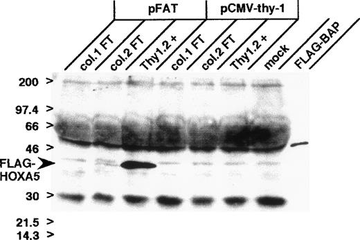 Fig. 6. Expression of FLAG-tagged HOX A5 in K562 cells. K562 cells were transfected with FLAG-tagged HOX A5 (pFAT), empty vector (pCMV-thy-1), or no vector (mock). Cells were purified via cell surface expression of the transfection marker, murine Thy 1.2. Lanes labeled “FT1” and “FT2” represent cell extracts from the flow-through fraction of the two affinity columns used to select Thy 1.2-positive cells; lanes labeled “Thy 1.2+” are cell extracts from the Thy 1.2-positive eluates from the columns; and the lane labeled “FLAG-BAP” is FLAG-tagged bacterial alkaline phosphatase (Eastman Kodak) used as a positve control for the anti-FLAG Western antibody.