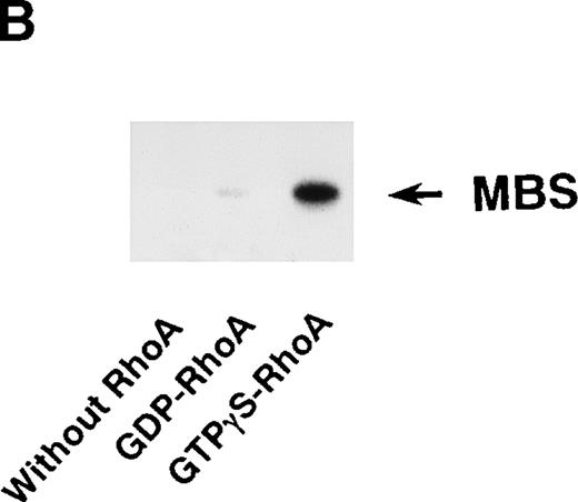 Fig. 1. In vitro phosphorylation of platelet MBS and inactivation of myosin phosphatase by Rho-kinase. (A) Coimmunoprecipitation of Rho-kinase with platelet MBS. Immunoprecipitates with anti-MBS antibodies were immunoblotted with antibodies against MBS (left) and Rho-kinase (right). IP, immunoprecipitation antibodies used; IB, immunoblotting antibodies used; Ig, cross-reacted Ig. (B) In vitro phosphorylation of platelet MBS. MBS immunoprecipitates from platelet lysates were incubated without RhoA, with GDP-RhoA, and with GTPγS-RhoA for 30 seconds, as described in Materials and Methods. Protein phosphorylation was analyzed by SDS-PAGE, followed by autoradiography. (C) Inhibitory effect of HA1077 and Y-27632 on GTPγS-RhoA–dependent phosphorylation of platelet MBS. Different concentrations of HA1077 (left panel) or Y-27632 (right panel) were included in the reaction mixture, and MBS phosphorylation was analyzed, as described in Materials and Methods. Results were expressed as the percentage of the value, without the addition of compounds. The results are representative of three independent experiments. (D) Effects of HA1077 and Y-27632 on the activity of myosin phosphatase derived from MBS immunoprecipitates in the presence of GTPγS-RhoA. MBS immunoprecipitates were incubated with 20 μmol/L HA1077 or 10 μmol/L Y-27632 in the presence of GTPγS-RhoA for 30 seconds, and the activity of myosin phosphatase was determined immediately. The value shows the mean ± SE from three experiments. *P < .05 (E) Effects of various compounds on GTPγS-RhoA–dependent phosphorylation of platelet MBS. Immunoprecipitates with anti-MBS antibody from platelet lysates were incubated for 30 seconds with 10 nmol/L M-1, 10 nmol/L yohimbine, 100 nmol/L ONO-3708, 100 nmol/L KT5926, or 50 μmol/L W-7 in the presence of GTPγS-RhoA, as described in Materials and Methods. Protein phosphorylation was analyzed by SDS-PAGE, followed by autoradiography. Similar results were obtained in three other experiments.