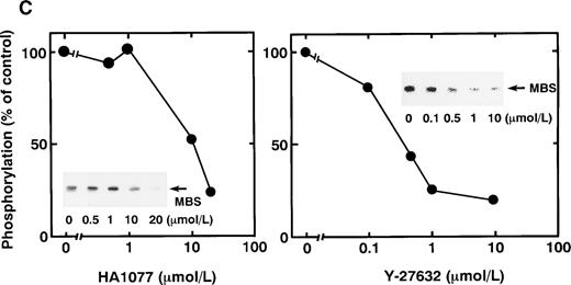 Fig. 1. In vitro phosphorylation of platelet MBS and inactivation of myosin phosphatase by Rho-kinase. (A) Coimmunoprecipitation of Rho-kinase with platelet MBS. Immunoprecipitates with anti-MBS antibodies were immunoblotted with antibodies against MBS (left) and Rho-kinase (right). IP, immunoprecipitation antibodies used; IB, immunoblotting antibodies used; Ig, cross-reacted Ig. (B) In vitro phosphorylation of platelet MBS. MBS immunoprecipitates from platelet lysates were incubated without RhoA, with GDP-RhoA, and with GTPγS-RhoA for 30 seconds, as described in Materials and Methods. Protein phosphorylation was analyzed by SDS-PAGE, followed by autoradiography. (C) Inhibitory effect of HA1077 and Y-27632 on GTPγS-RhoA–dependent phosphorylation of platelet MBS. Different concentrations of HA1077 (left panel) or Y-27632 (right panel) were included in the reaction mixture, and MBS phosphorylation was analyzed, as described in Materials and Methods. Results were expressed as the percentage of the value, without the addition of compounds. The results are representative of three independent experiments. (D) Effects of HA1077 and Y-27632 on the activity of myosin phosphatase derived from MBS immunoprecipitates in the presence of GTPγS-RhoA. MBS immunoprecipitates were incubated with 20 μmol/L HA1077 or 10 μmol/L Y-27632 in the presence of GTPγS-RhoA for 30 seconds, and the activity of myosin phosphatase was determined immediately. The value shows the mean ± SE from three experiments. *P < .05 (E) Effects of various compounds on GTPγS-RhoA–dependent phosphorylation of platelet MBS. Immunoprecipitates with anti-MBS antibody from platelet lysates were incubated for 30 seconds with 10 nmol/L M-1, 10 nmol/L yohimbine, 100 nmol/L ONO-3708, 100 nmol/L KT5926, or 50 μmol/L W-7 in the presence of GTPγS-RhoA, as described in Materials and Methods. Protein phosphorylation was analyzed by SDS-PAGE, followed by autoradiography. Similar results were obtained in three other experiments.