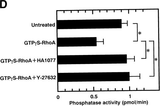 Fig. 1. In vitro phosphorylation of platelet MBS and inactivation of myosin phosphatase by Rho-kinase. (A) Coimmunoprecipitation of Rho-kinase with platelet MBS. Immunoprecipitates with anti-MBS antibodies were immunoblotted with antibodies against MBS (left) and Rho-kinase (right). IP, immunoprecipitation antibodies used; IB, immunoblotting antibodies used; Ig, cross-reacted Ig. (B) In vitro phosphorylation of platelet MBS. MBS immunoprecipitates from platelet lysates were incubated without RhoA, with GDP-RhoA, and with GTPγS-RhoA for 30 seconds, as described in Materials and Methods. Protein phosphorylation was analyzed by SDS-PAGE, followed by autoradiography. (C) Inhibitory effect of HA1077 and Y-27632 on GTPγS-RhoA–dependent phosphorylation of platelet MBS. Different concentrations of HA1077 (left panel) or Y-27632 (right panel) were included in the reaction mixture, and MBS phosphorylation was analyzed, as described in Materials and Methods. Results were expressed as the percentage of the value, without the addition of compounds. The results are representative of three independent experiments. (D) Effects of HA1077 and Y-27632 on the activity of myosin phosphatase derived from MBS immunoprecipitates in the presence of GTPγS-RhoA. MBS immunoprecipitates were incubated with 20 μmol/L HA1077 or 10 μmol/L Y-27632 in the presence of GTPγS-RhoA for 30 seconds, and the activity of myosin phosphatase was determined immediately. The value shows the mean ± SE from three experiments. *P < .05 (E) Effects of various compounds on GTPγS-RhoA–dependent phosphorylation of platelet MBS. Immunoprecipitates with anti-MBS antibody from platelet lysates were incubated for 30 seconds with 10 nmol/L M-1, 10 nmol/L yohimbine, 100 nmol/L ONO-3708, 100 nmol/L KT5926, or 50 μmol/L W-7 in the presence of GTPγS-RhoA, as described in Materials and Methods. Protein phosphorylation was analyzed by SDS-PAGE, followed by autoradiography. Similar results were obtained in three other experiments.
