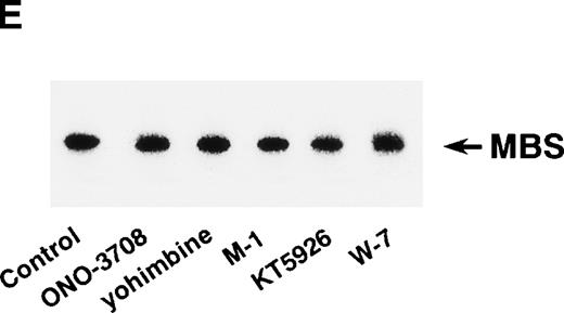 Fig. 1. In vitro phosphorylation of platelet MBS and inactivation of myosin phosphatase by Rho-kinase. (A) Coimmunoprecipitation of Rho-kinase with platelet MBS. Immunoprecipitates with anti-MBS antibodies were immunoblotted with antibodies against MBS (left) and Rho-kinase (right). IP, immunoprecipitation antibodies used; IB, immunoblotting antibodies used; Ig, cross-reacted Ig. (B) In vitro phosphorylation of platelet MBS. MBS immunoprecipitates from platelet lysates were incubated without RhoA, with GDP-RhoA, and with GTPγS-RhoA for 30 seconds, as described in Materials and Methods. Protein phosphorylation was analyzed by SDS-PAGE, followed by autoradiography. (C) Inhibitory effect of HA1077 and Y-27632 on GTPγS-RhoA–dependent phosphorylation of platelet MBS. Different concentrations of HA1077 (left panel) or Y-27632 (right panel) were included in the reaction mixture, and MBS phosphorylation was analyzed, as described in Materials and Methods. Results were expressed as the percentage of the value, without the addition of compounds. The results are representative of three independent experiments. (D) Effects of HA1077 and Y-27632 on the activity of myosin phosphatase derived from MBS immunoprecipitates in the presence of GTPγS-RhoA. MBS immunoprecipitates were incubated with 20 μmol/L HA1077 or 10 μmol/L Y-27632 in the presence of GTPγS-RhoA for 30 seconds, and the activity of myosin phosphatase was determined immediately. The value shows the mean ± SE from three experiments. *P < .05 (E) Effects of various compounds on GTPγS-RhoA–dependent phosphorylation of platelet MBS. Immunoprecipitates with anti-MBS antibody from platelet lysates were incubated for 30 seconds with 10 nmol/L M-1, 10 nmol/L yohimbine, 100 nmol/L ONO-3708, 100 nmol/L KT5926, or 50 μmol/L W-7 in the presence of GTPγS-RhoA, as described in Materials and Methods. Protein phosphorylation was analyzed by SDS-PAGE, followed by autoradiography. Similar results were obtained in three other experiments.