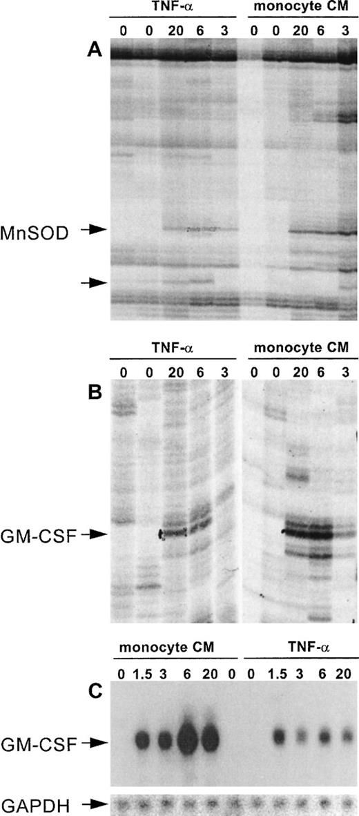 Fig. 2. DD/RT-PCR reproducibly identifies cytokine-responsive genes in HUVEC. (A) and (B) show differential display patterns for the primer sets T11GA with decamer 11 (A) and decamer 7 (B). These represent the selection criteria we used to exclude false-positives by only pursuing bands that show reproducible differential expression on DD/RT-PCR gels. (A) and (B) show enlargements for bands that are reproducibly induced at 3, 6, and 20 hours by both TNF- and monocyte-conditioned medium, whereas they are not detectable in unstimulated cells. After cloning and sequencing, these bands were shown to represent Mn-SOD and GM-CSF, respectively. (A) also shows an unknown gene fragment that is specifically induced by TNF- but not by monocyte-conditioned medium (unlabeled arrow) and was excluded from our analysis. (C) shows confirmation of differential expression of GM-CSF using the DD-fragment as probe and a Northern blotting analysis of the same RNA sample as used for the DD/RT-PCR. The insert shows the specific hybridization signal for GAPDH as internal control for equal RNA loading.