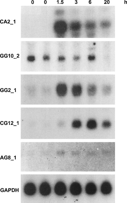 Fig. 3. Northern blotting analysis for the expression of 5 novel cytokine-responsive genes in resting and TNF-–activated HUVEC. Northern blotting analysis of 10 μg HUVEC total RNA with probes from DD-fragments or corresponding EST-clones was performed as described in Materials and Methods. Time periods of continuous stimulation by TNF- are indicated, and GAPDH analysis is given as control for equal loading. The approximate length of the transcripts was determined from the position of 28S, 18S, and 5S ribosomal RNA at the following: CA2_1: an abundant band of 5.2 kb and two minor bands of 6 and 4.4 kb, respectively; GG10_2: 2.8 kb; GG2_1: 1.8 kb; CG12_1: 2.3 kb; and AG8_1: 3.2 kb. A detailed analysis of these 5 transcripts is given in the text and in Fig 4. In the case of CA2_1, identical patterns and intensities were found with radiolabelled probes from bases 639-1032 (DD-fragment) and 2331-3317 (hIAP-1) from the full-length sequence. The other probes that were used represent the following parts of the full-length sequences: GG10_2: 2697-2883; GG2_1: 670-1882; CG12_1, 1690-2298; AG8_1: 2880-3289; and GAPDH: 360-1070 (GB: M33197).