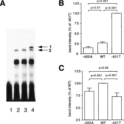 Fig. 1. Differential binding of nuclear proteins to the −401 and −402 polymorphic sites. (A) EMSA of nuclear extract derived from HepG2 cells bound to a 30 base pair DNA fragment containing either the −402A site (lanes 1 and 2), the wild-type (WT) site (lane 3), or the −401T site (lane 4) of the FVII promoter. Arrows 1 and 2 denote the allele specific factors. Lane 1, without extract; lanes 2 to 4, 0.20 mg/mL HepG2 extract. (B and C) The relative intensity of the protein-DNA complexes 1 and 2 obtained with the three DNA fragments were quantified in five independent experiments. Bars indicate mean values and standard deviations. The statistical significance of differences was determined by Student’s paired t-test.