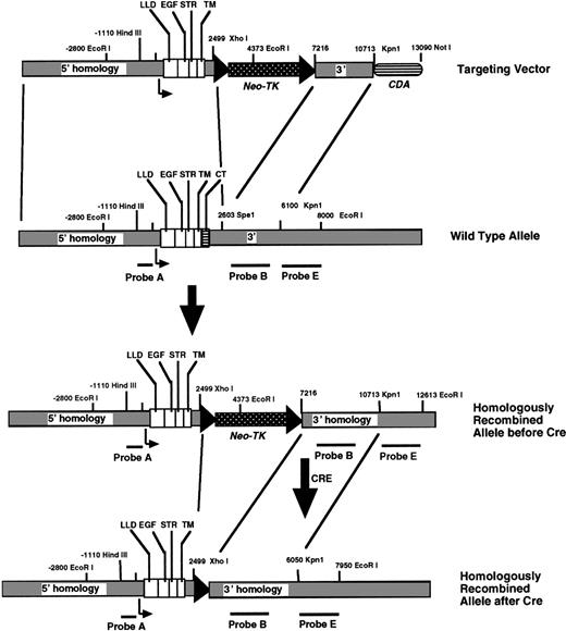 Fig. 1. Strategy to introduce TM lacking the cytoplasmic domain into ES cells via homologous recombination. The wild-type allele for the TM gene, which is intronless, encodes a lectin-like domain (LLD), 6 epidermal growth-factor like repeats (EGF), a serine-threonine rich region (STR), a single transmembrane domain (TM), and a cytoplasmic tail (CT). DNA probes used for Southern blotting are shown. After homologous recombination of the targeting vector, the targeted ES cells were exposed to cre-recombinase for excision of theneo-TK genes.