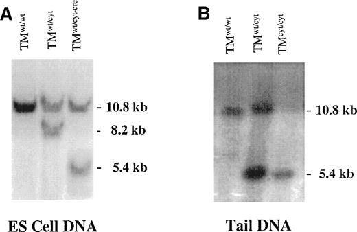 Fig. 2. Southern blots of DNA derived from targeted ES cells and tails of gene-targeted mice. (A) Southern blot of genomic DNA from ES cells before electroporation (TMwt/wt), with homologous recombination of the targeting vector (TMwt/cyt)), and after successful cre-recombinase excision of the neo-tk genes from the targeted allele (TMwt/cyt-cre). (B) Southern blot of tail DNA from gene-targeted mice. A single 5.4-kb band is detected in the TMcyt/cyt mice, reflecting homologous recombination of both TM alleles with the mutant form. In (A) and (B), DNA was digested with EcoRI/Xho I and bands were detected with probe E (see Fig 1).