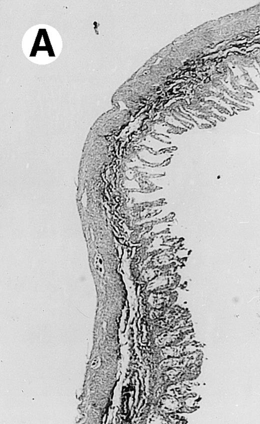 Fig. 2. Histopathology of small intestinal mucosa cut in transection from an animal in each treatment group (study day 8). The upper panel (row 1) is a low power view (original magnification × 57); the lower panel (row 2) is a high power view (original magnification × 144). Note the diffuse thinning and necrosis of the mucosa with sloughing of intestinal epithelial cells in the control animal (A). There is progressive recovery of the thickness of the mucosa, reduction in inflammatory changes, and improved epithelial architecture with rhG-CSF (B), rhIL-11 (C), and combination therapy with rhG-CSF+IL-11 (D).