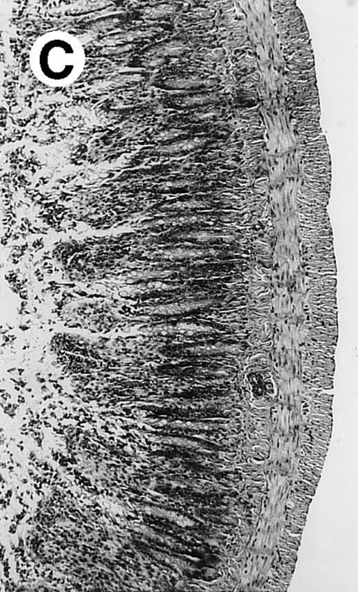 Fig. 2. Histopathology of small intestinal mucosa cut in transection from an animal in each treatment group (study day 8). The upper panel (row 1) is a low power view (original magnification × 57); the lower panel (row 2) is a high power view (original magnification × 144). Note the diffuse thinning and necrosis of the mucosa with sloughing of intestinal epithelial cells in the control animal (A). There is progressive recovery of the thickness of the mucosa, reduction in inflammatory changes, and improved epithelial architecture with rhG-CSF (B), rhIL-11 (C), and combination therapy with rhG-CSF+IL-11 (D).