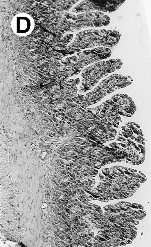 Fig. 2. Histopathology of small intestinal mucosa cut in transection from an animal in each treatment group (study day 8). The upper panel (row 1) is a low power view (original magnification × 57); the lower panel (row 2) is a high power view (original magnification × 144). Note the diffuse thinning and necrosis of the mucosa with sloughing of intestinal epithelial cells in the control animal (A). There is progressive recovery of the thickness of the mucosa, reduction in inflammatory changes, and improved epithelial architecture with rhG-CSF (B), rhIL-11 (C), and combination therapy with rhG-CSF+IL-11 (D).