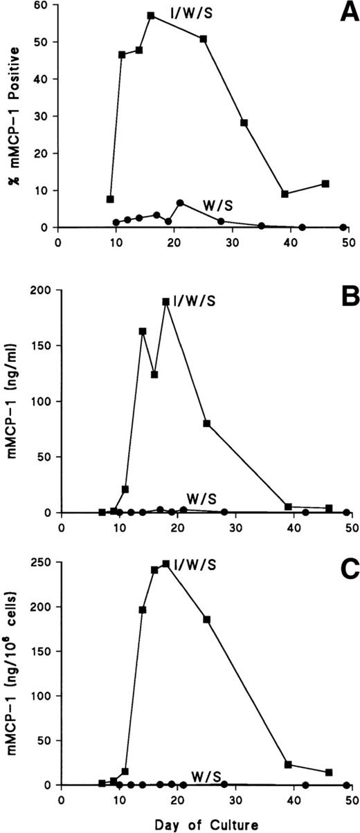 Fig. 1. Expression of mMCP-1 in long-term bone marrow cultures. Cells were supplemented with rmIL- 9/WEHI/rrSCF (▪; I/W/S) or WEHI/rrSCF (•; W/S). In (A), the percentage of mMCP-1+mast cells was assessed by immunohistochemical staining of cytosmears with MoAb RF 6.1. (B) shows the concentrations of mMCP-1 in culture supernatants (in nanograms per milliliter) quantified by ELISA. (C) shows the concentrations of mMCP-1 in cell pellets (in nanograms per 106 cells).