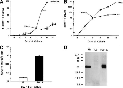 Fig. 3. Upregulation of mMCP-1 expression in mBMMC cultures after the addition of TGF-β1. Four flasks of mBMMC were cultured in the presence of WEHI/rrSCF/rmIL-9 (5 ng/mL) for 7 days to produce greater than 95% mast cells which were 20% ± 4% mMCP-1+. They were split into 16 separate flasks at 5 × 105 mBMMC/mL, and supplemented with WEHI/rrSCF/rmIL-9 to which was added either vehicle alone or rhTGF-β1 (1 ng/mL of culture supernatant). (A) shows the percentage of mMCP-1+ mast cells from mBMMC cultures with (□) or without (▪) addition of TGF-β1 on day 7. Data are from quadruplicate cultures except where stated. (B) shows the concentrations of mMCP-1 in culture supernatants (in nanograms per milliliter). (C) shows the concentration of mMCP-1 in cell pellets (in nanograms per 106 cells) from these cultures 7 days after the addition of rhTGF-β1 (▪) or in rmIL-9/WEHI/rrSCF (□). (D) is a Western blot to show mMCP-1 expression in mBMMC grown in rhTGF-β1/rmIL-9/WEHI/rrSCF (TGF-β1) compared with an equivalent loading from mBMMC grown in rmIL-9/WEHI/rrSCF (IL-9) as detected by MoAb RF 6.1. A lane containing purified mMCP-1 (M1) was included as a control. Extracts from 2.5 × 104 mBMMC were loaded in the other lanes. Molecular weights in kilodaltons are shown. (E) shows the RT-PCR products of chymase genes from total RNA extracted from mBMMC cultures. RNA was from triplicate mBMMC cultures (A, B, and C) in rhTGF-β1/rmIL-9/WEHI/rrSCF (T/I/W/S) or rmIL-9/WEHI/rrSCF (I/W/S) (7 days after addition of TGF-β1). Initial dilutions of the RNA template before reverse transcription are indicated (1, 0.1, 0.01, and 0.001 μg/mL). Primer sets used for PCR were specific for the mMCP-1, mMCP-2, mMCP-4, mMCP-5, and β-actin genes as indicated.