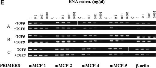 Fig. 3. Upregulation of mMCP-1 expression in mBMMC cultures after the addition of TGF-β1. Four flasks of mBMMC were cultured in the presence of WEHI/rrSCF/rmIL-9 (5 ng/mL) for 7 days to produce greater than 95% mast cells which were 20% ± 4% mMCP-1+. They were split into 16 separate flasks at 5 × 105 mBMMC/mL, and supplemented with WEHI/rrSCF/rmIL-9 to which was added either vehicle alone or rhTGF-β1 (1 ng/mL of culture supernatant). (A) shows the percentage of mMCP-1+ mast cells from mBMMC cultures with (□) or without (▪) addition of TGF-β1 on day 7. Data are from quadruplicate cultures except where stated. (B) shows the concentrations of mMCP-1 in culture supernatants (in nanograms per milliliter). (C) shows the concentration of mMCP-1 in cell pellets (in nanograms per 106 cells) from these cultures 7 days after the addition of rhTGF-β1 (▪) or in rmIL-9/WEHI/rrSCF (□). (D) is a Western blot to show mMCP-1 expression in mBMMC grown in rhTGF-β1/rmIL-9/WEHI/rrSCF (TGF-β1) compared with an equivalent loading from mBMMC grown in rmIL-9/WEHI/rrSCF (IL-9) as detected by MoAb RF 6.1. A lane containing purified mMCP-1 (M1) was included as a control. Extracts from 2.5 × 104 mBMMC were loaded in the other lanes. Molecular weights in kilodaltons are shown. (E) shows the RT-PCR products of chymase genes from total RNA extracted from mBMMC cultures. RNA was from triplicate mBMMC cultures (A, B, and C) in rhTGF-β1/rmIL-9/WEHI/rrSCF (T/I/W/S) or rmIL-9/WEHI/rrSCF (I/W/S) (7 days after addition of TGF-β1). Initial dilutions of the RNA template before reverse transcription are indicated (1, 0.1, 0.01, and 0.001 μg/mL). Primer sets used for PCR were specific for the mMCP-1, mMCP-2, mMCP-4, mMCP-5, and β-actin genes as indicated.