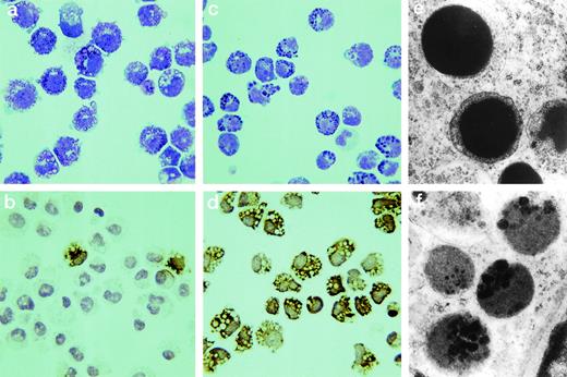 Fig. 4. The morphology of mBMMC grown in the presence or absence of TGF-β1 is compared. Cytosmears are shown from mBMMC cultured in rmIL-9/WEHI/rrSCF stained with Leishman’s stain (a) or MoAb RF 6.1 for mMCP-1 (b) and from mBMMC cultured in rhTGF-β1/rmIL-9/WEHI/rrSCF stained with Leishman’s stain (c) or MoAb RF 6.1 for mMCP-1 (d). mBMMC cultured in the presence of TGF-β1 are more rounded, lack pseudopodia, and are highly positive for mMCP-1 compared with those cultured in IL-9 alone (original magnification ×800). The ultrastructure of granules from mBMMC cultured in the presence of TGF-β1 or in WEHI/rrSCF/rmIL-9 alone are shown in (e) and (f) (original magnification ×2,500). The granules of mBMMC supplemented TGF-β1 mBMMC are more electron-dense.