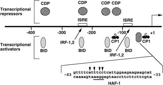 Fig. 1. DNA-binding proteins that interact with the −450 to +12 bp gp91phox promoter. The transcriptional repressor CDP competes with the binding of transcriptional activators at multiple elements.10-12 The DNA-binding activity of CDP is downregulated during terminal phagocyte development, thereby permitting the interaction of transcriptional activators such as BID, CP1, IRF-1, and IRF-2 with the promoter. +1 indicates the position of transcription initiation. Two IFN-stimulated response elements (ISRE) are denoted by open boxes. The −63 to −33 bp promoter region is indicated below the diagram.12 The core consensus binding sequence (GGAA) of the ets family of transcription factors is underlined, and the positions of point-mutations identified in CGD patients1718 are indicated by arrows.