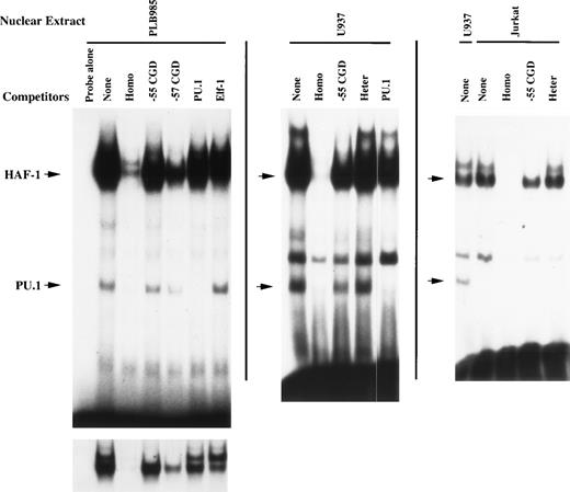 Fig. 2. DNA-binding proteins that interact with the −68 to −30 bp gp91phox promoter. EMSA was performed as described in Materials and Methods using the −68 to −30 bp region of the gp91phox promoter as a probe. Probe was incubated with 3 μg of nuclear extract isolated from PLB985, U937, and Jurkat cells after preincubation with a 100-fold molar excess of unlabeled double-stranded competitor oligonucleotide where indicated. The left-hand autoradiogram is overexposed to visualize the faint faster-migrating complex. A shorter exposure is presented below to resolve the HAF-1/CP1 doublet. None, no competitor added; Homo, competitor oligonucleotide homologous to probe; −55 CGD, same as Homo, except containing a T to C mutation at position −55 bp; −57 CGD, same as Homo, except containing an A to C mutation at −57 bp; PU.1, competitor oligonucleotide containing a binding site for PU.127; Elf-1, competitor oligonucleotide containing a binding site for Elf-126; Heter, heterologous oligonucleotide corresponding to E36, a high-affinity binding site for CDP.28 The positions of the HAF-1 and PU.1 complexes are indicated by arrows.