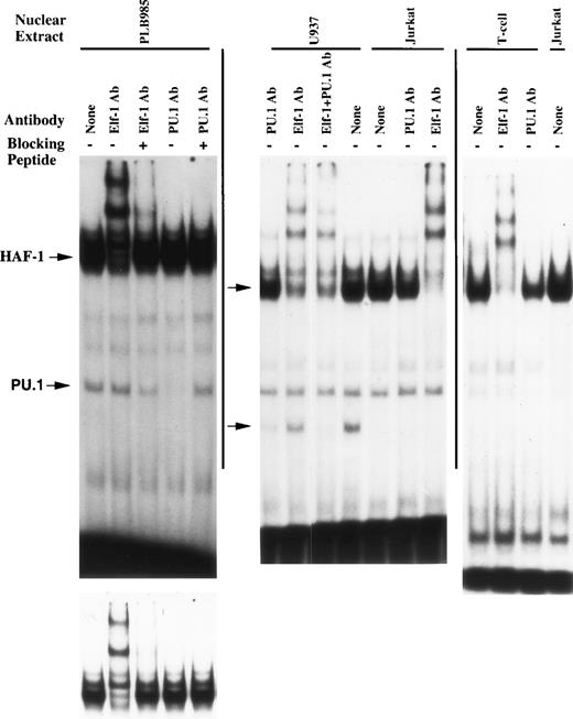 Fig. 3. HAF-1 and PU.1 complexes are disrupted/supershifted by antisera raised against ets family members. EMSA was performed as described in Materials and Methods. Elf-1 or PU.1 antisera and corresponding blocking peptides were added where indicated. Antisera were added after preincubation with or without 0.4 μg of blocking peptide. Similar to Fig 2, the bottom left-hand image is a shorter exposure of the upper autoradiogram to permit resolution of the HAF-1/CP1 doublet.