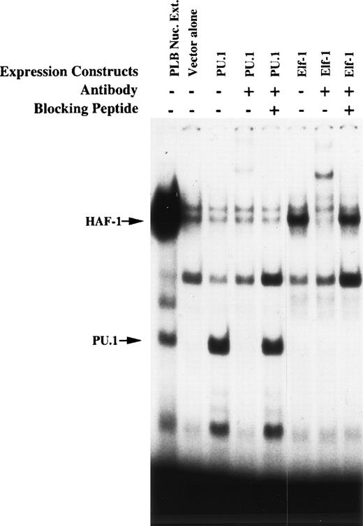 Fig. 4. HAF-1 and PU.1 complexes increase in intensity after overexpression of Elf-1 or PU.1. EMSA was performed as described in Materials and Methods. Probe corresponding to the −68 to −30 bp region of the gp91phox promoter was incubated with 8 μg of total cellular protein isolated from K562 cells 15 hours after electroporation with Elf-1 or PU.1 expression vectors. K562 cells were transfected similarly to that described in Materials and Methods for PLB985 cells. The lane containing nuclear extract isolated from PLB985 cells provides a standard for the mobilities of the HAF-1 and PU.1 complexes. Antisera and blocking peptides were added where indicated. The relative intensity of EMSA complexes produced by whole cell protein extracts cannot be directly compared with that produced by the nuclear extract.