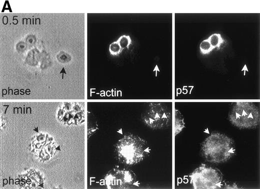 Fig. 2. F-actin and p57 colocalize on forming phagosomes containing OpZ. (A) F-actin and p57 are enriched on forming OpZ phagosomes. Adherent PMNs ingested OpZ for 0.5 minutes or 7 minutes at 37°C before processing for IFM. Samples were double-stained with rhodamine-phalloidin to visualize F-actin and MoAbs to p57 as described above. p57 and F-actin were enriched on early phagosomes (upper panels), but not late phagosomes (arrowheads, lower panels). Neither marker was detected on uningested OpZ (arrow, upper panels). (B) Kinetics of F-actin and p57 association with OpZ. Adherent PMNs ingested OpZ for 0 to 15 minutes at 37°C before processing for IFM. F-actin and p57 were detected as in (A). Data shown are the mean ± SD of six to seven independent experiments. For each time point, 100 phagosomes/sample were scored. (•), F-actin; (○), p57.